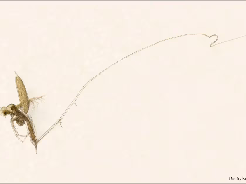 Cercopagis