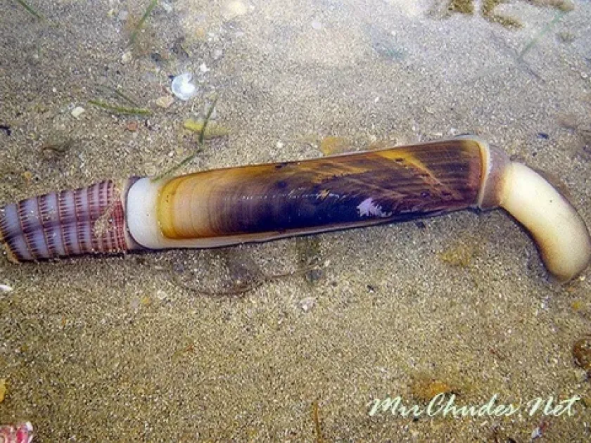 Atlantic jackknife clam