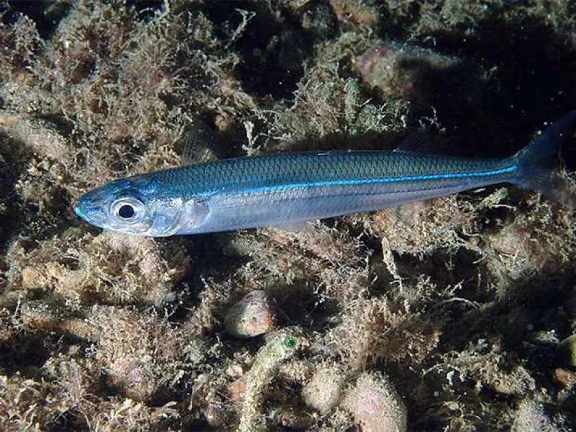 Atherina