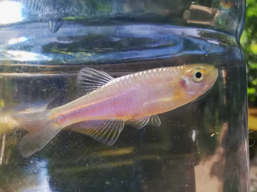 Pearl danio