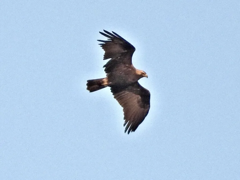 Eastern imperial eagle