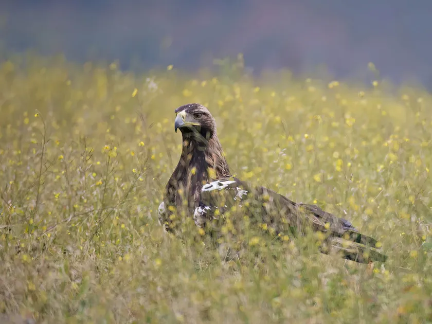 Spanish imperial eagle