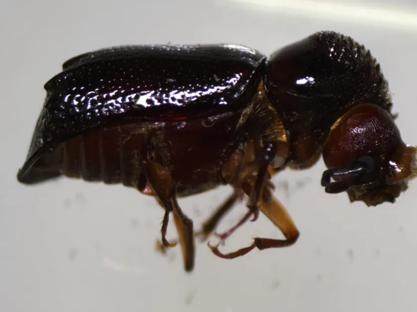 Xylothrips religiosus