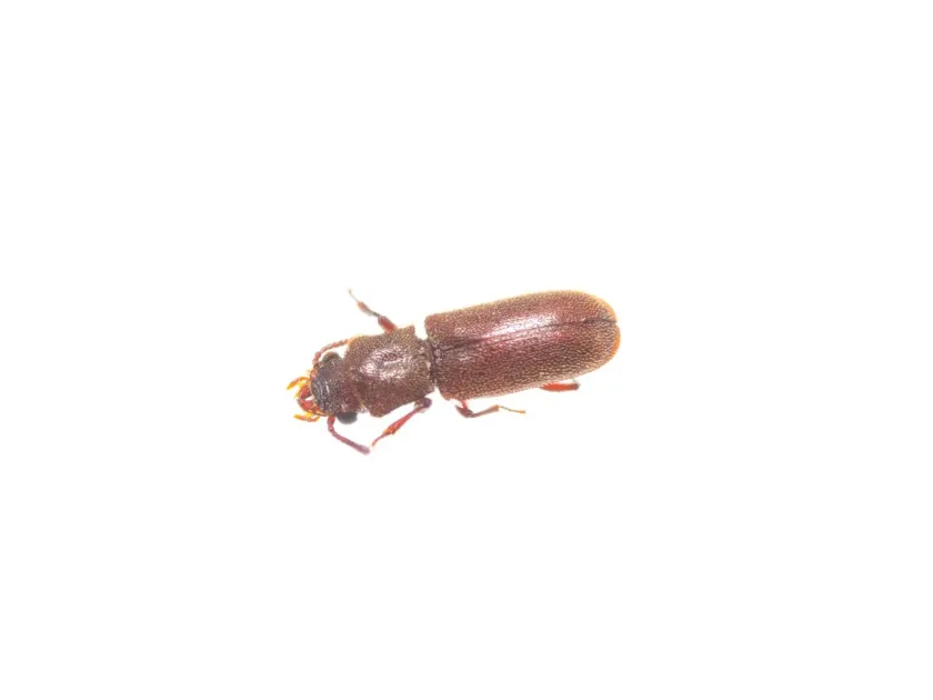 Lyctoxylon