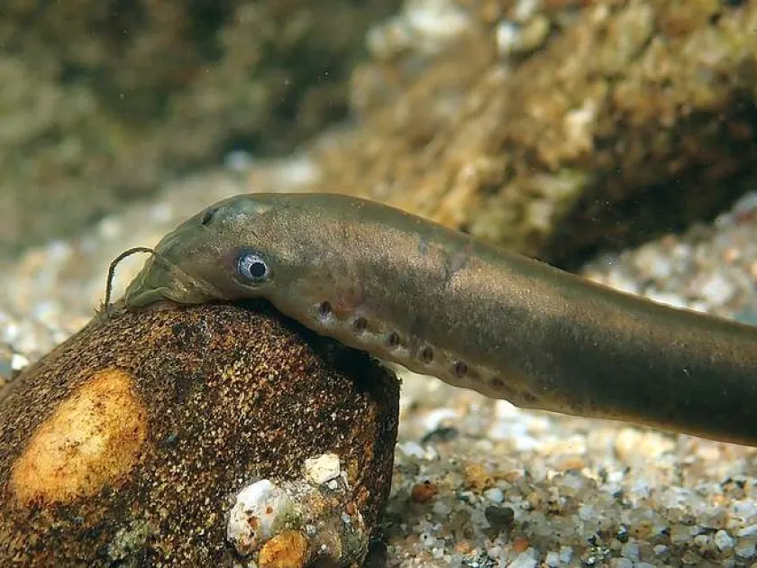 European brook lamprey