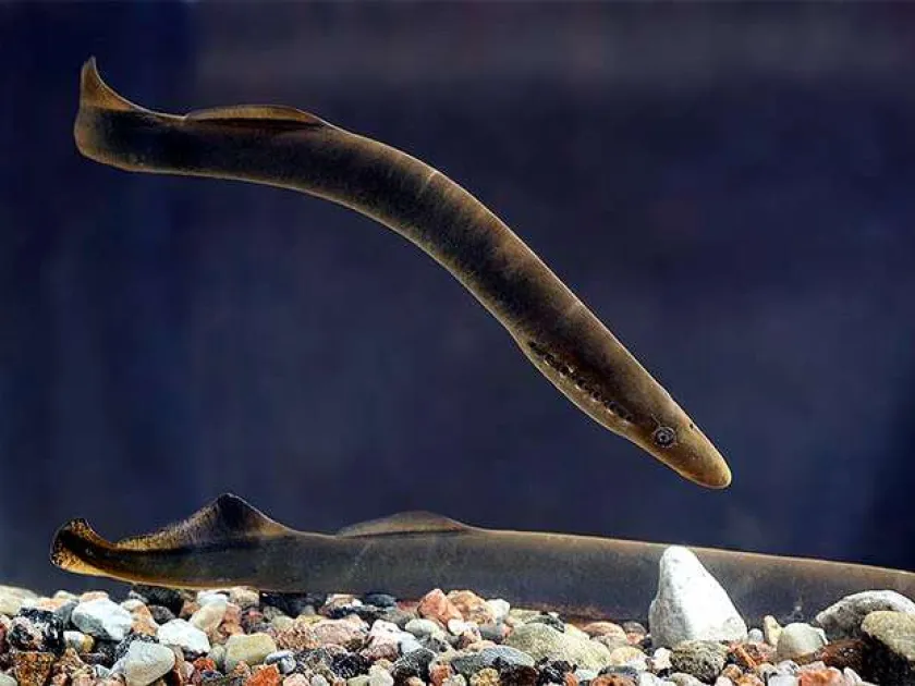 River lamprey
