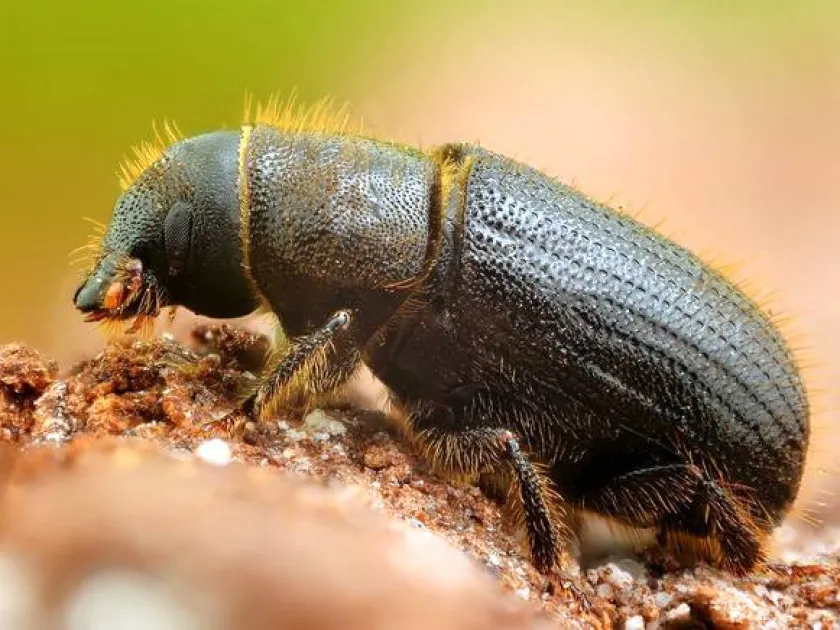 Rugged pine bark beetle