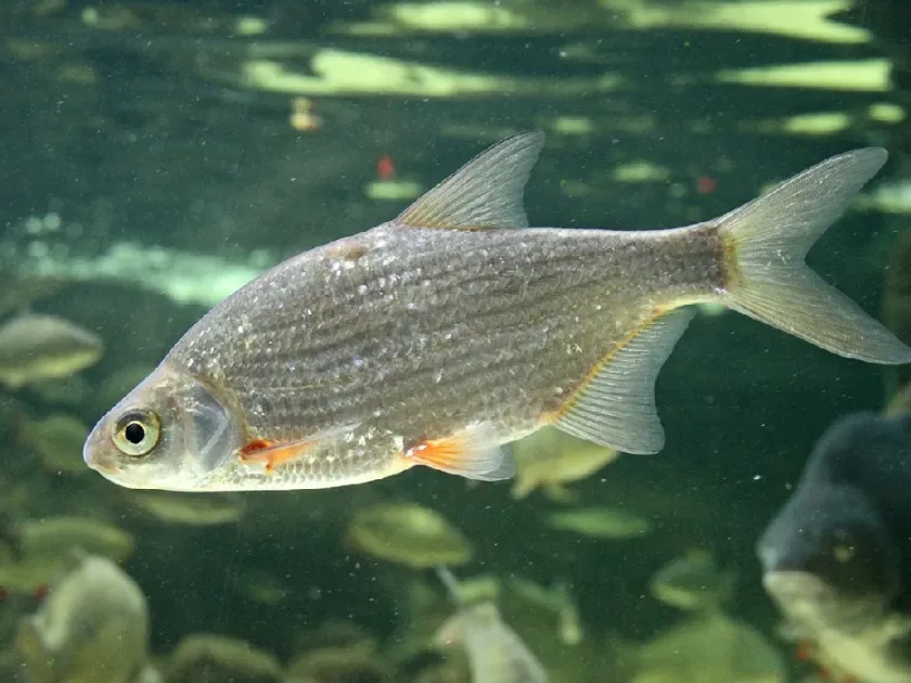 Silver Bream