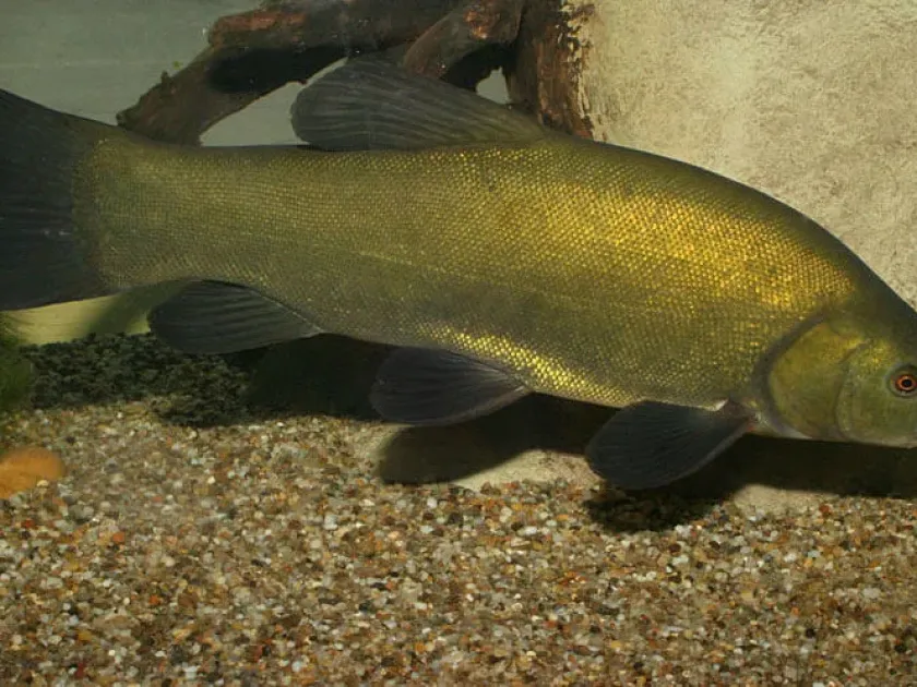 Tench