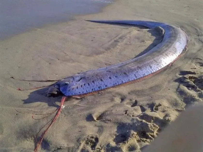 Oarfish