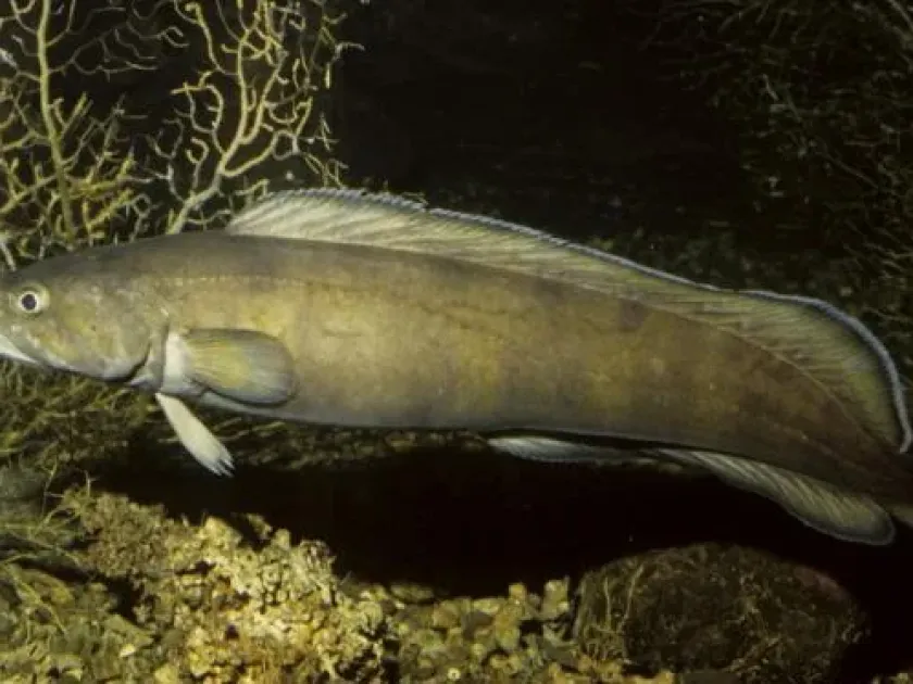 Tusk
