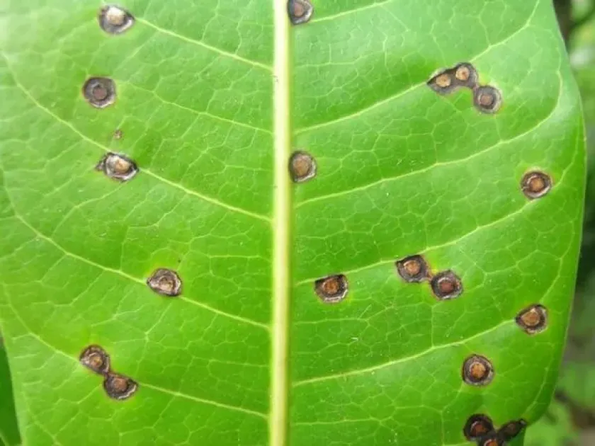 Mango gall midge