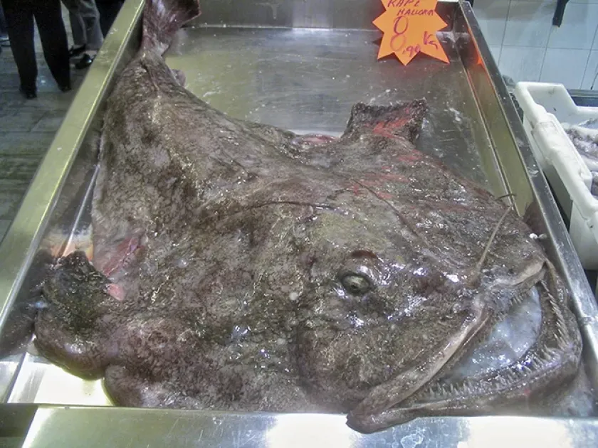 Морской черт