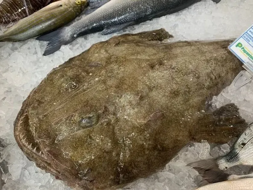 Anglerfish
