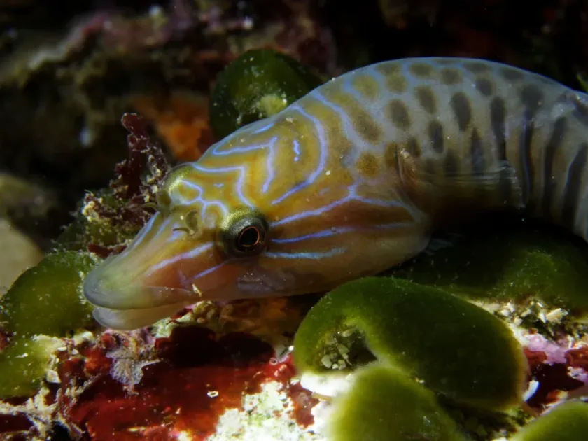 Shore clingfish