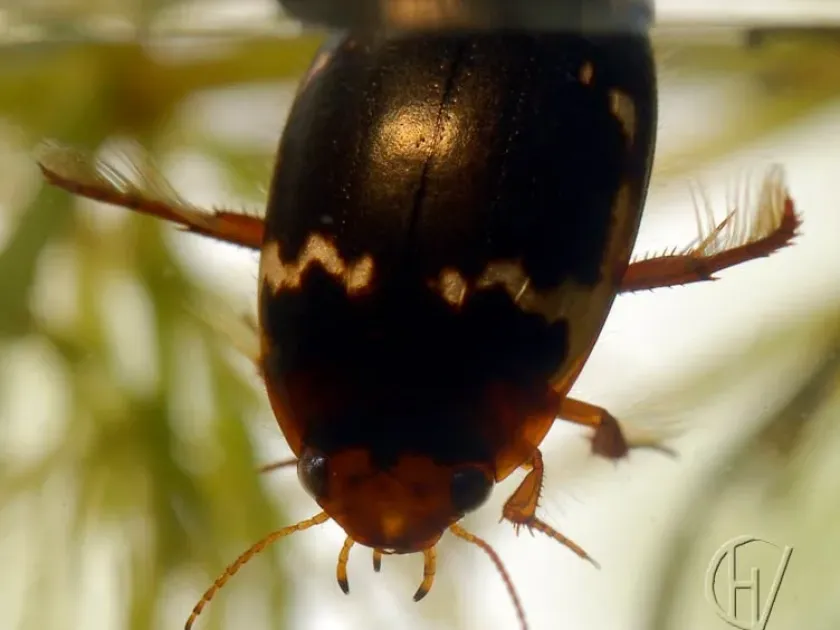 Agabus diving beetle