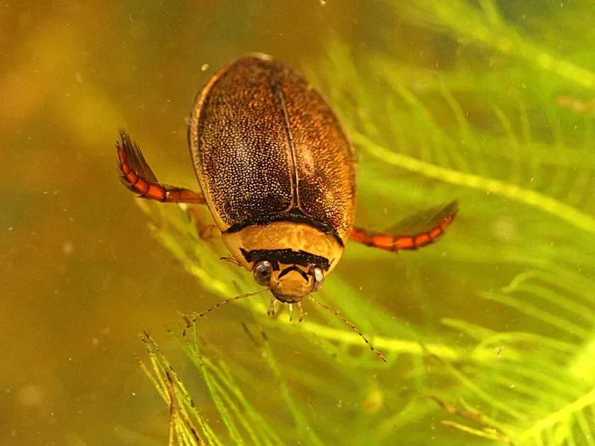 Ashy diving beetle