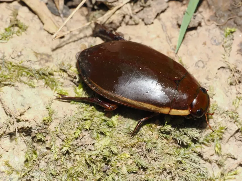 Cybister lateralimarginalis