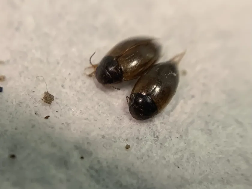 Diving beetle (Laccornis)