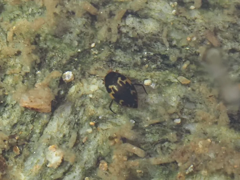 Stictonectes lepidus