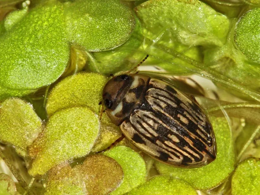Scarodytes
