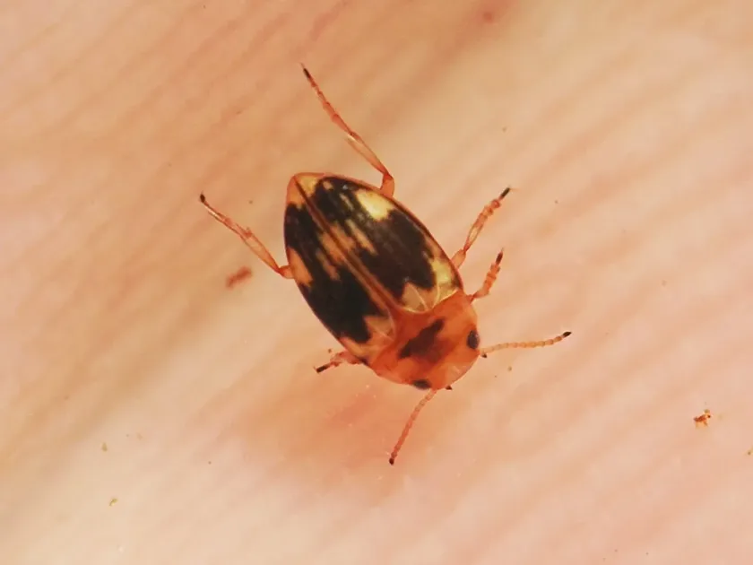 Diving beetle Oreodytes