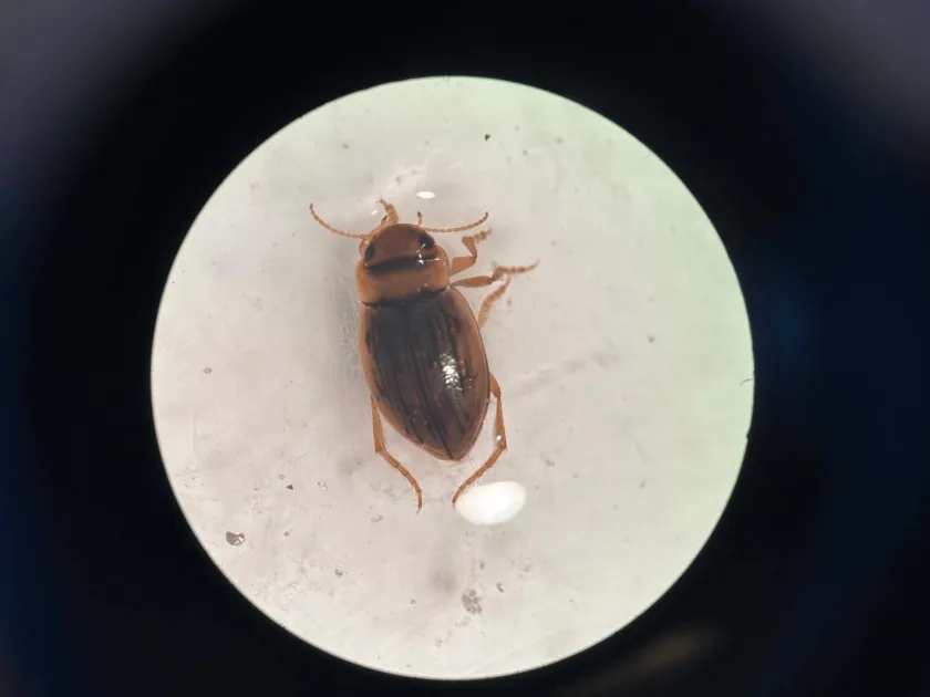 Hydroporus beetle