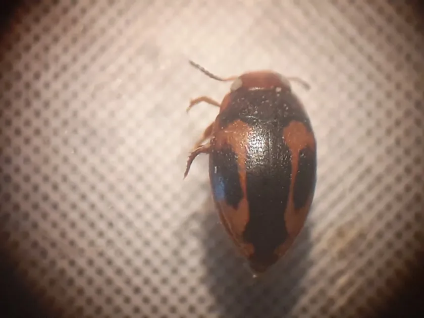 Variegated diving beetle