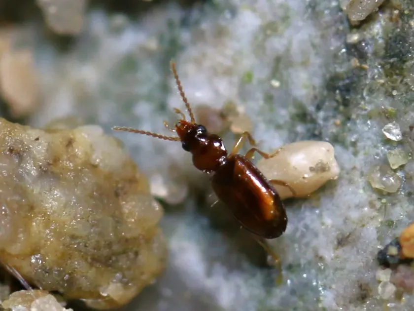 Турун-тахіс