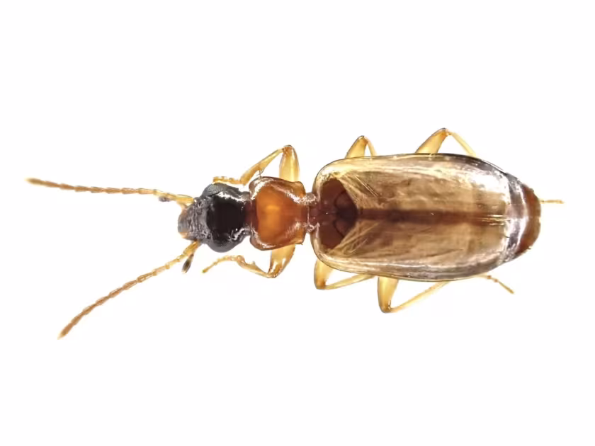 Black-headed beetle