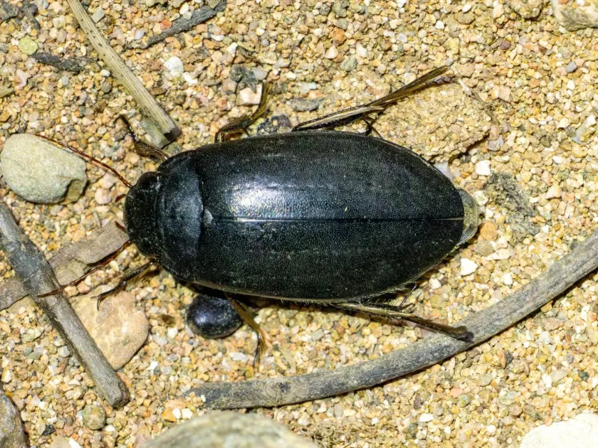 Meladema coriacea