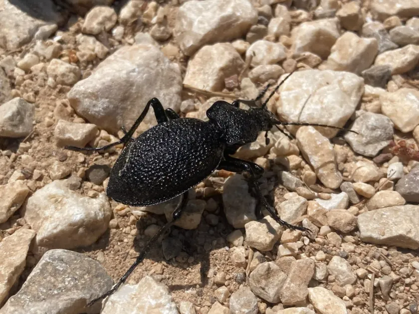 Caucasian ground beetle