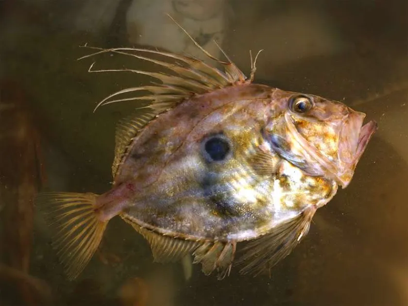 John Dory