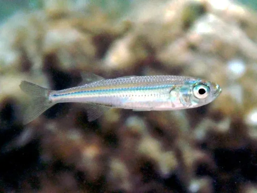 Mediterranean sand smelt