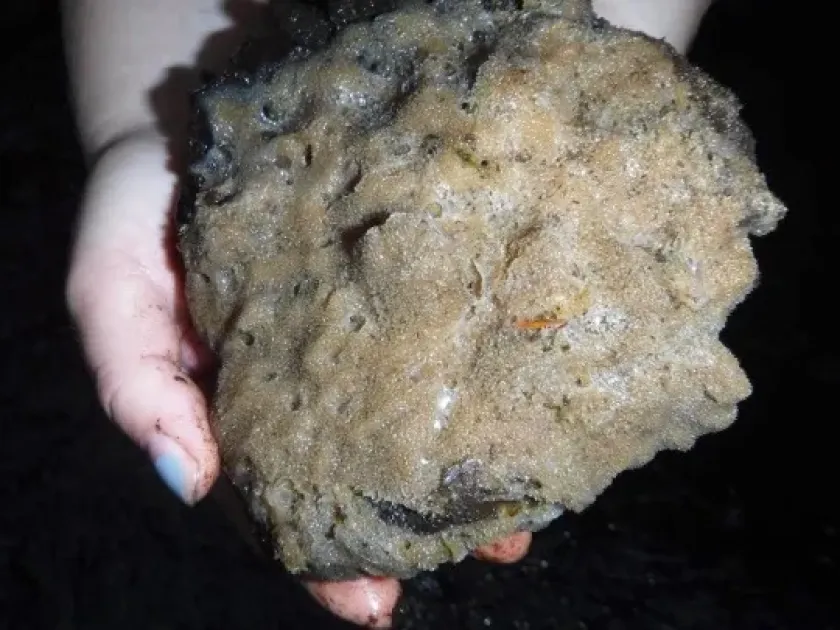 Freshwater sponge