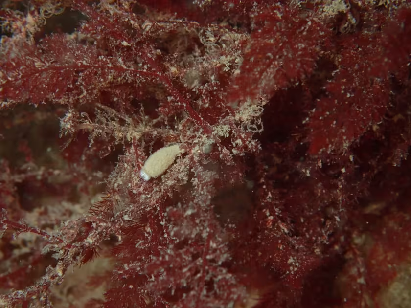 Sycon ciliatum