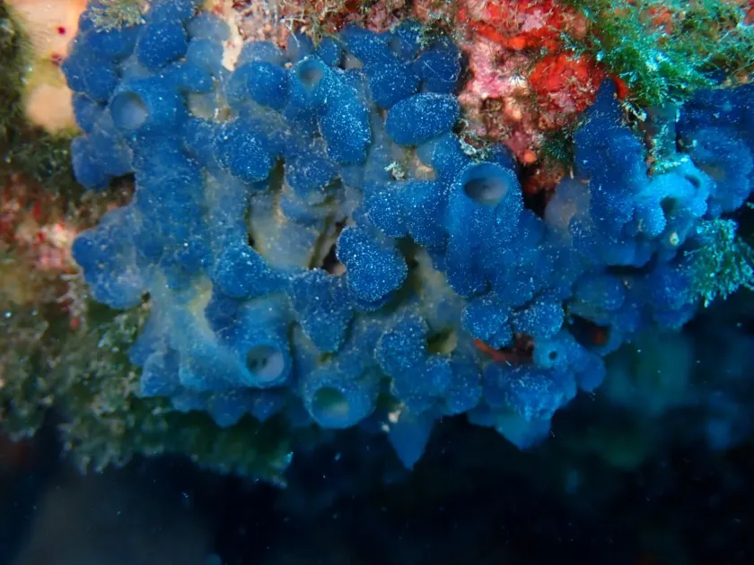 Oscarella lobularis