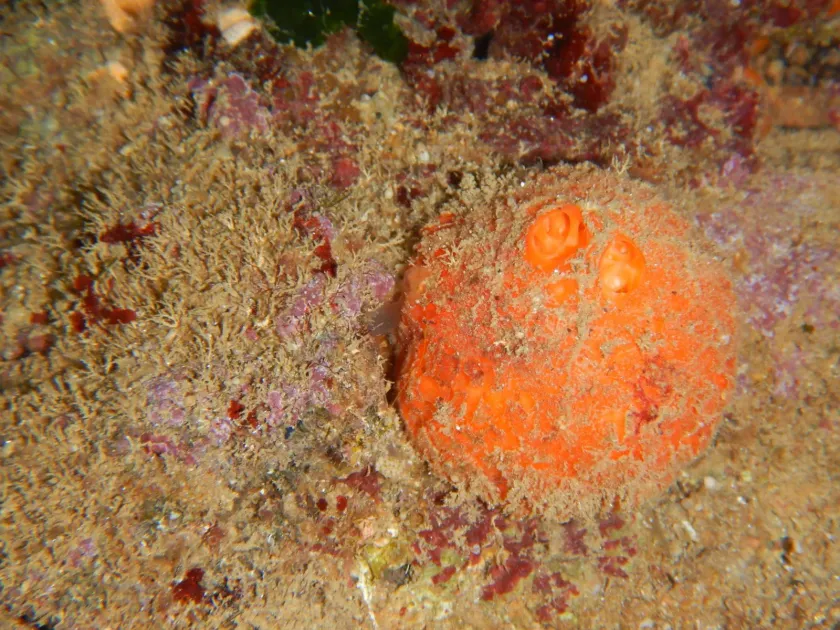 Orange Tethya