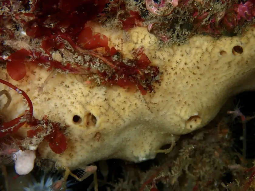 Myxilla incrustans