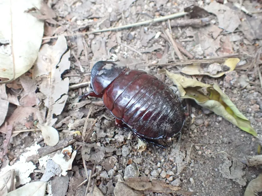 Giant burrowing cockroach