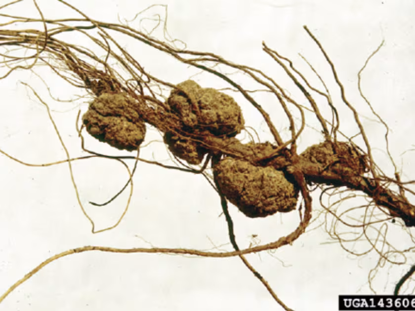 Pecan root-knot nematode