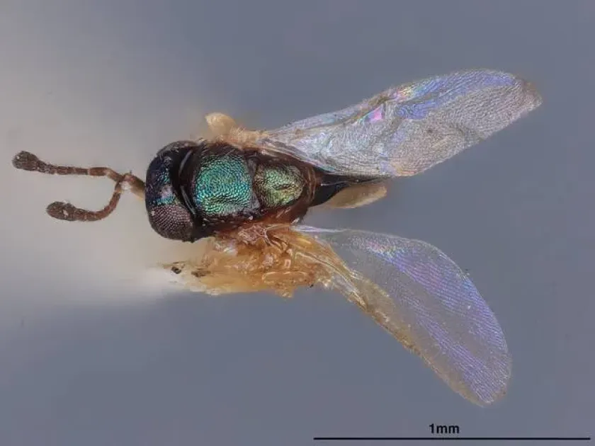 Tetracnemoidea