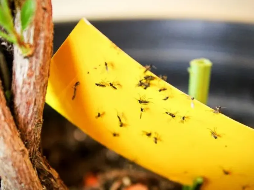 Fungus gnat