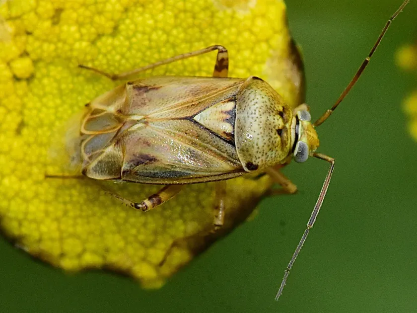 Клоп-сліпняк Lygus gemellatus