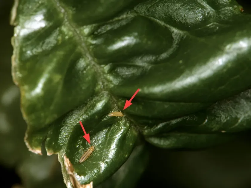Pale thrips