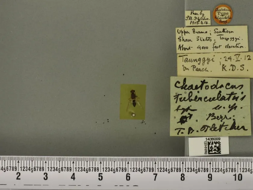 Плодовая муха Bactrocera tuberculata