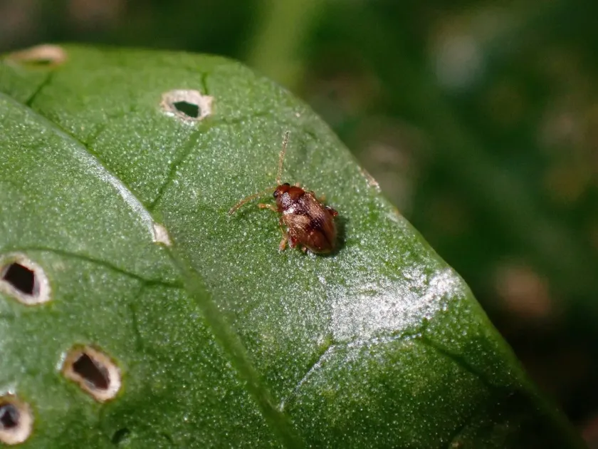 Allardi flea beetle