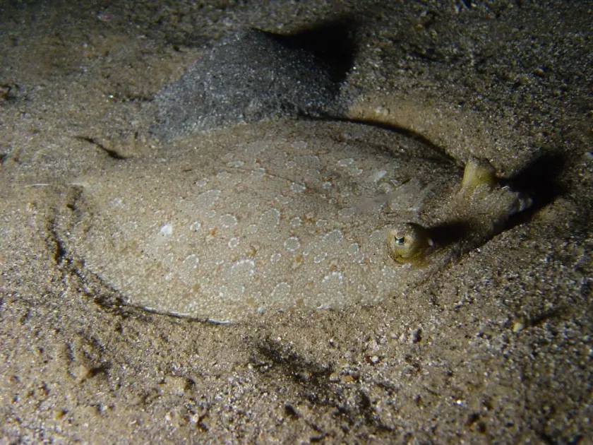Wide-eyed flounder