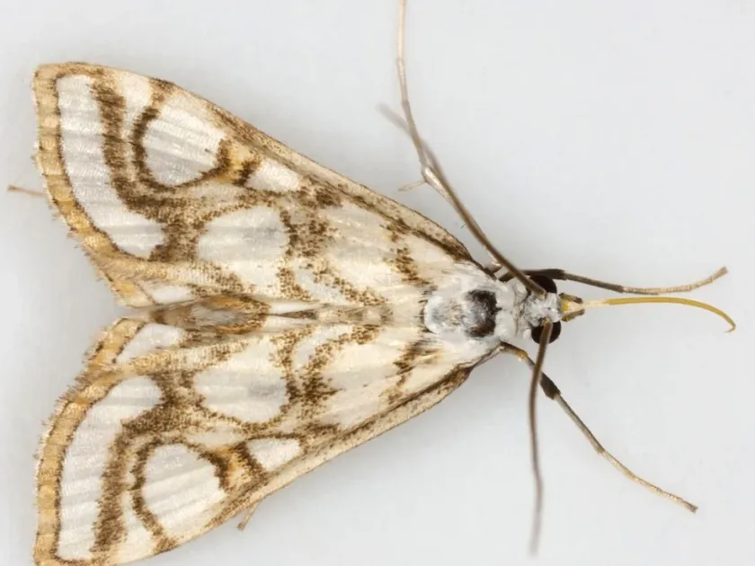 Brown China-mark moth