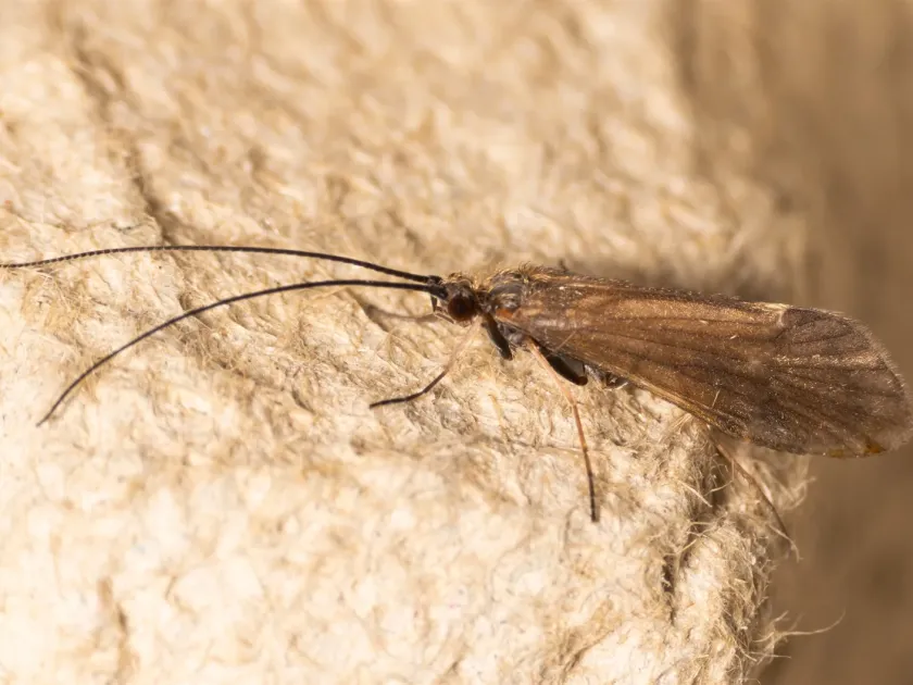 Apatania